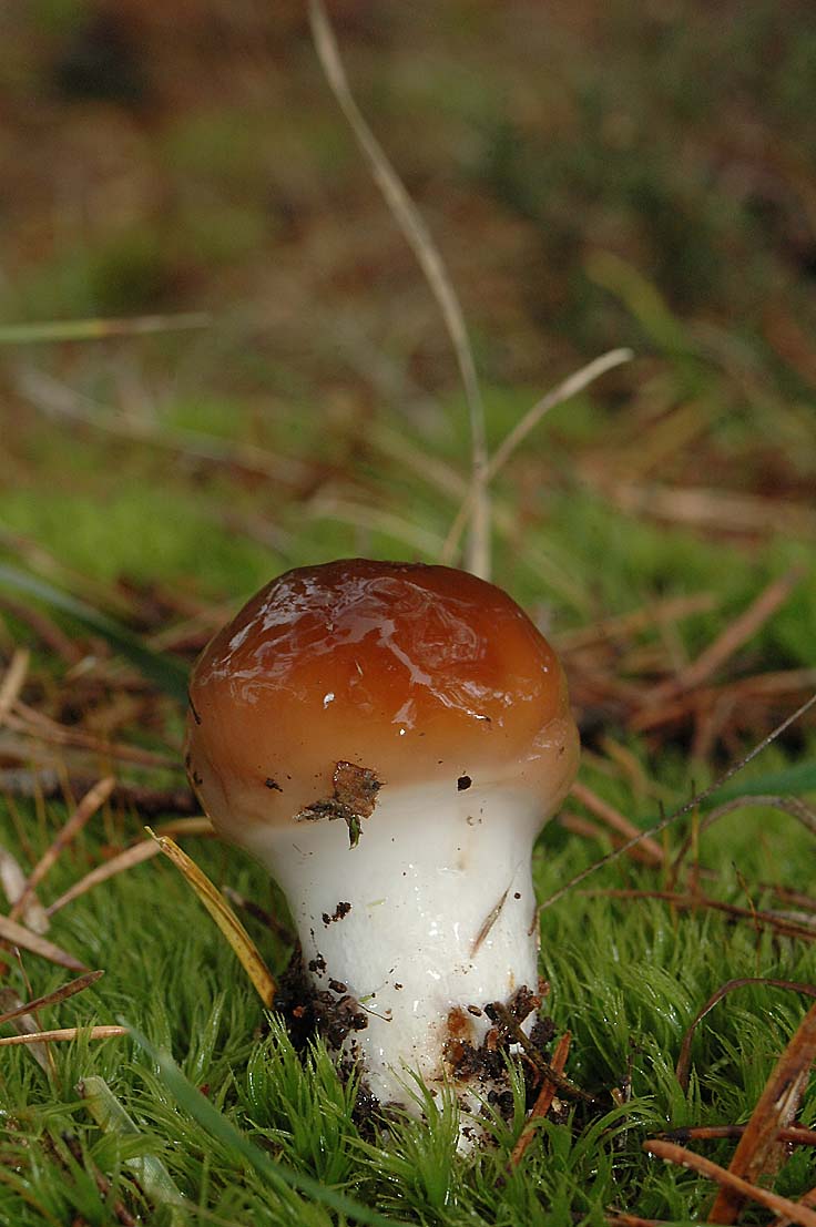 Cortinarius mucosus (Myxacium, Colliniti)